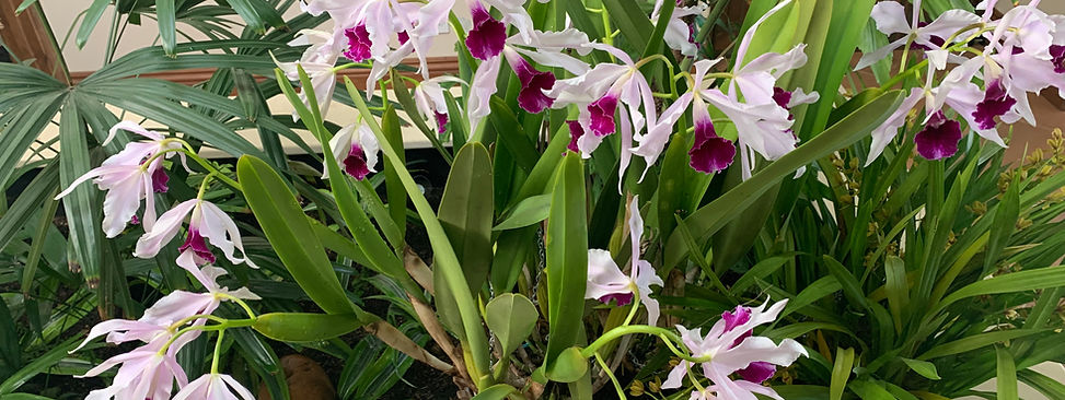 π JPS   Laelia xxx   2022.10.jpeg