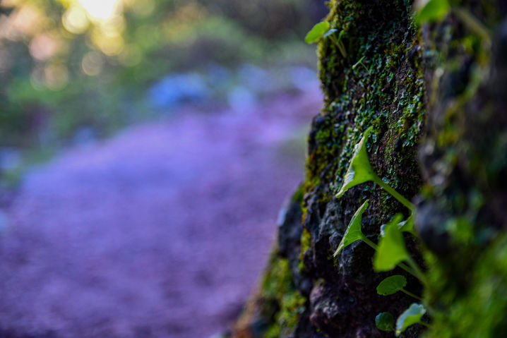 Nature-6.jpg