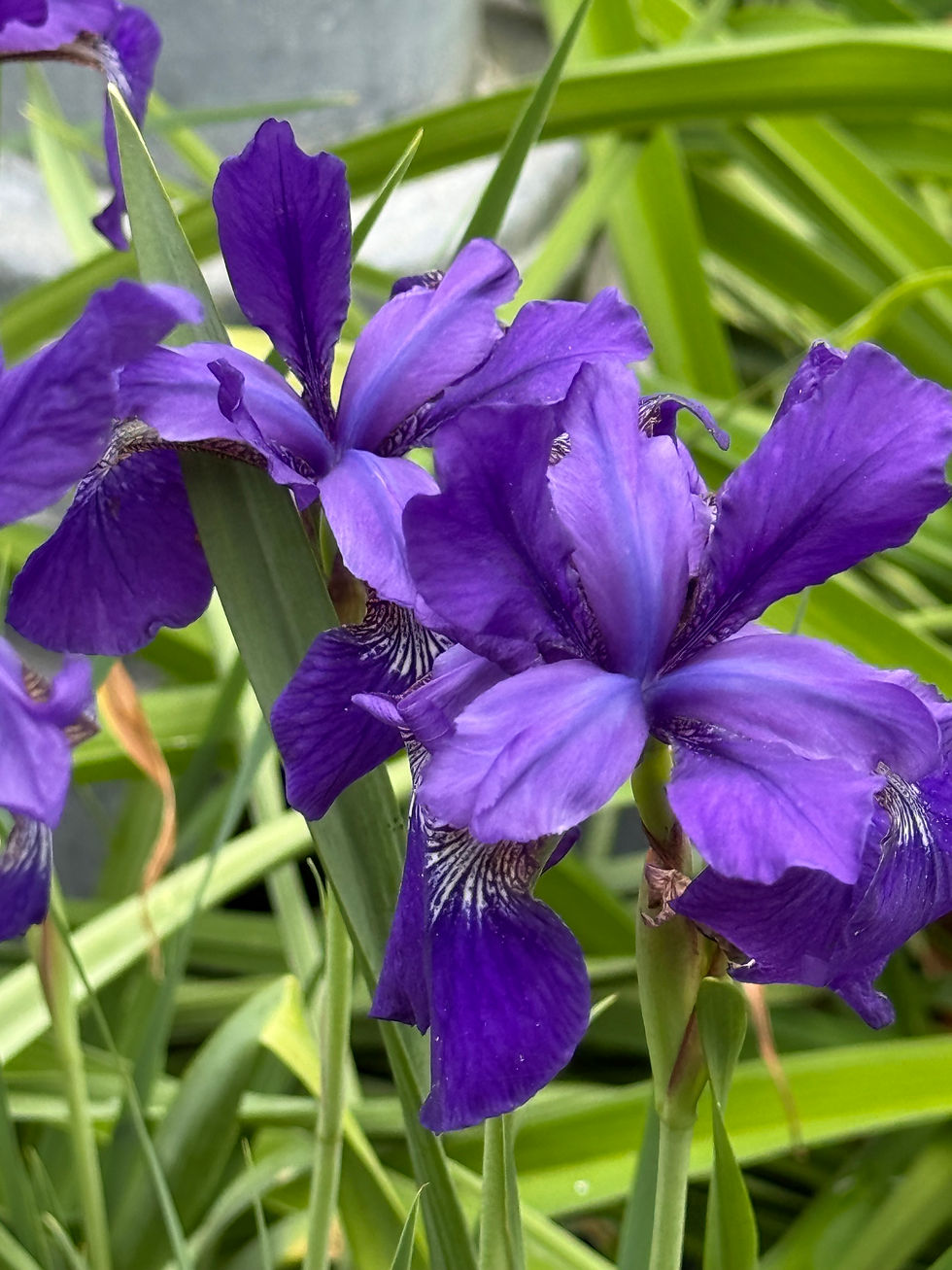 Irises at the Glen Iris Inn