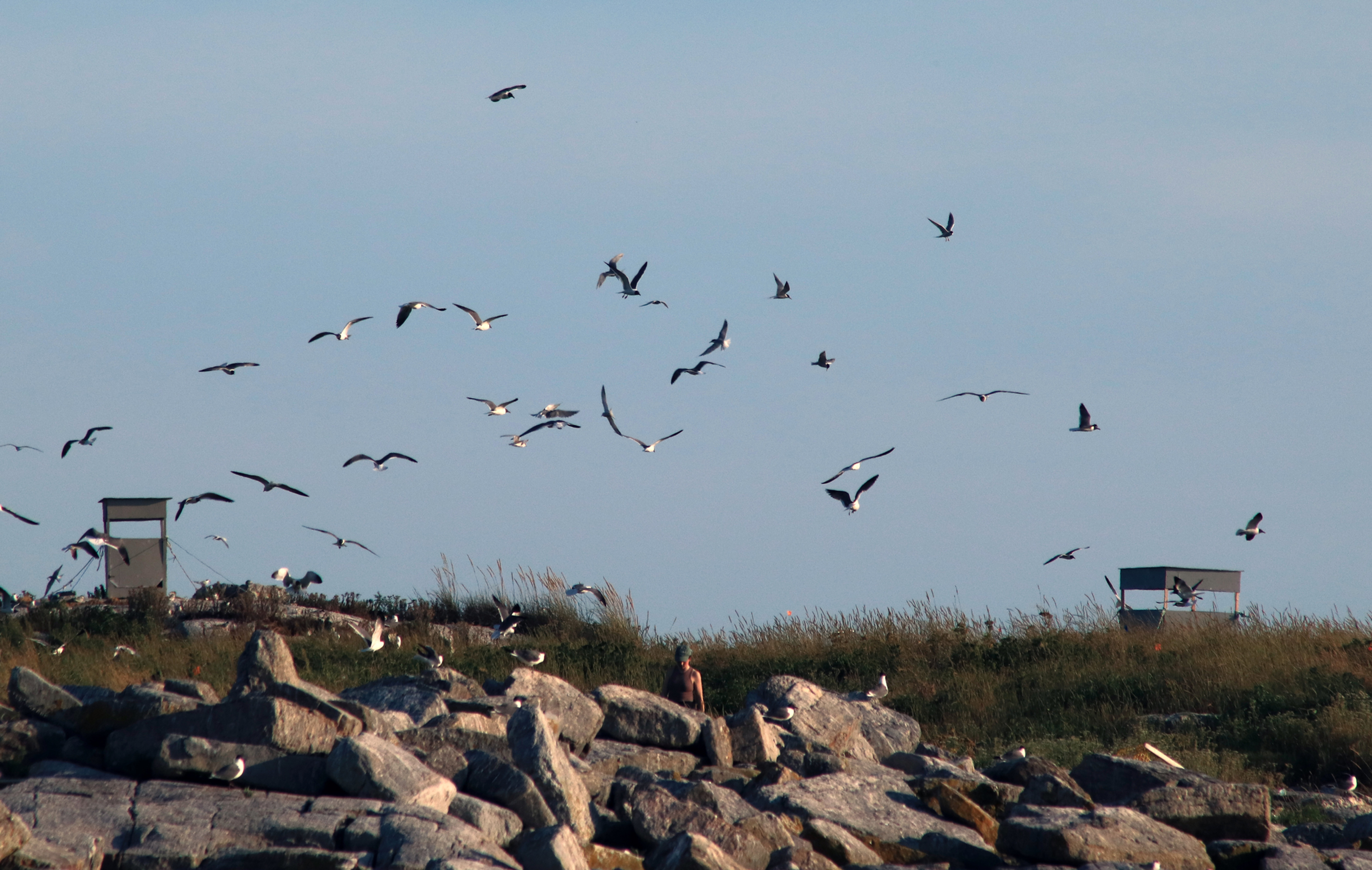 So many birds