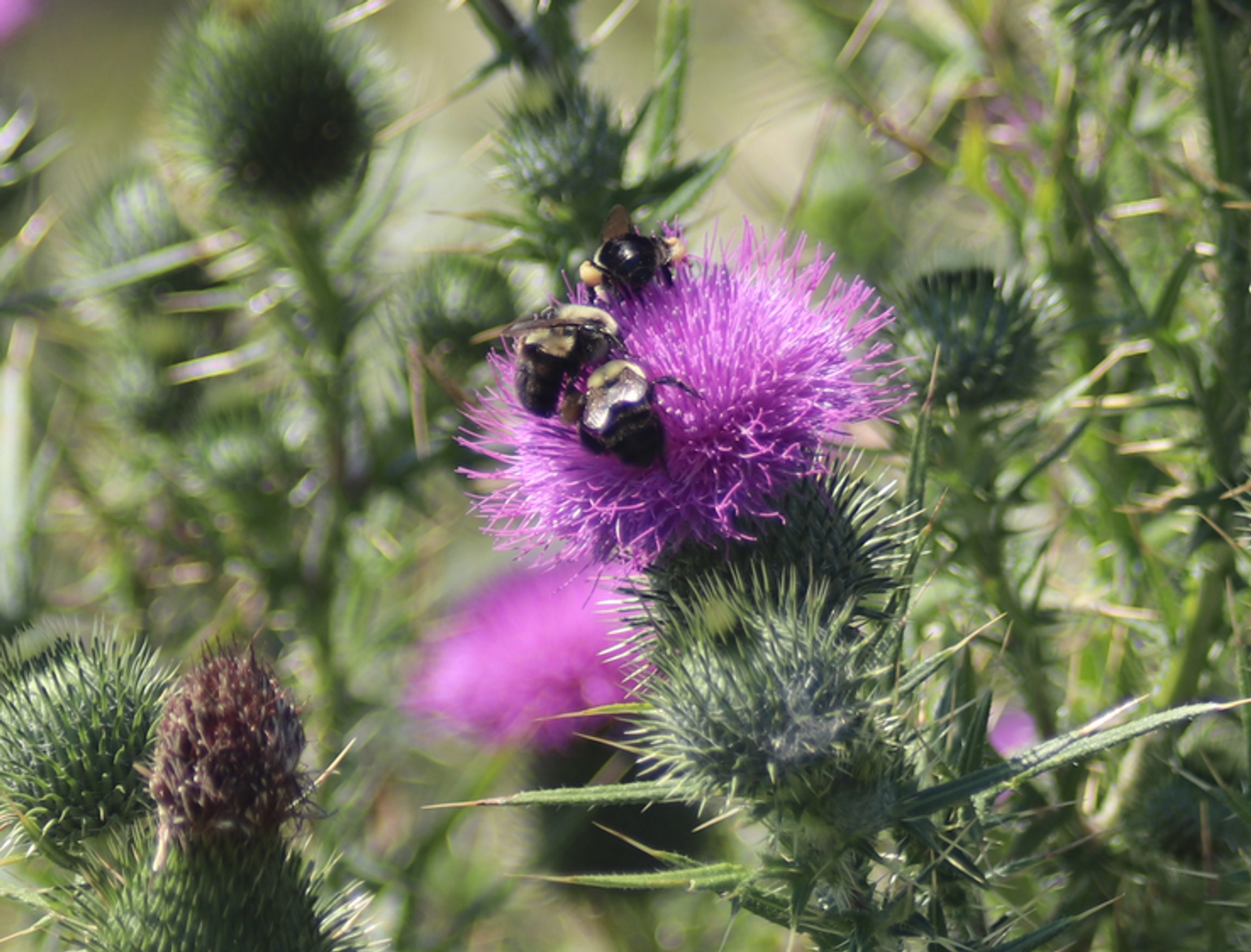 Three bumblebees gathering pollen on the thistle