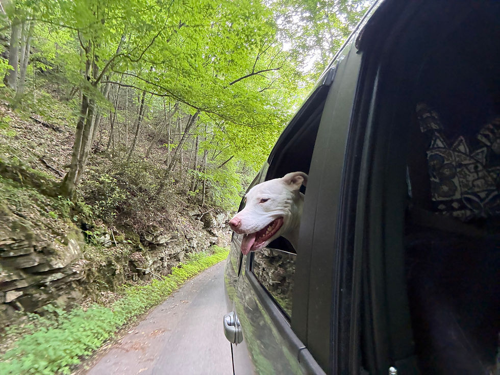 Sage enjoyed hanging her head out the window on the way down Fayette Station road. It's mostly one-way road and very narrow