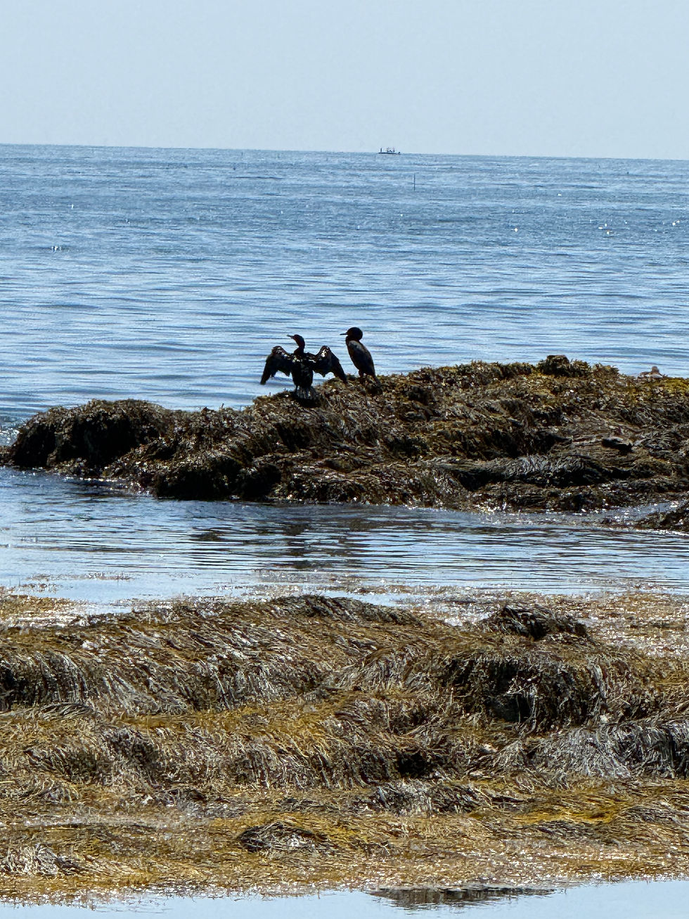 Cormorant drying his wings. Did you know that cormorants have less oils on their feathers than other birds so their feathers are not completely waterproof. That's why you see them spread their wings like this to dry them.