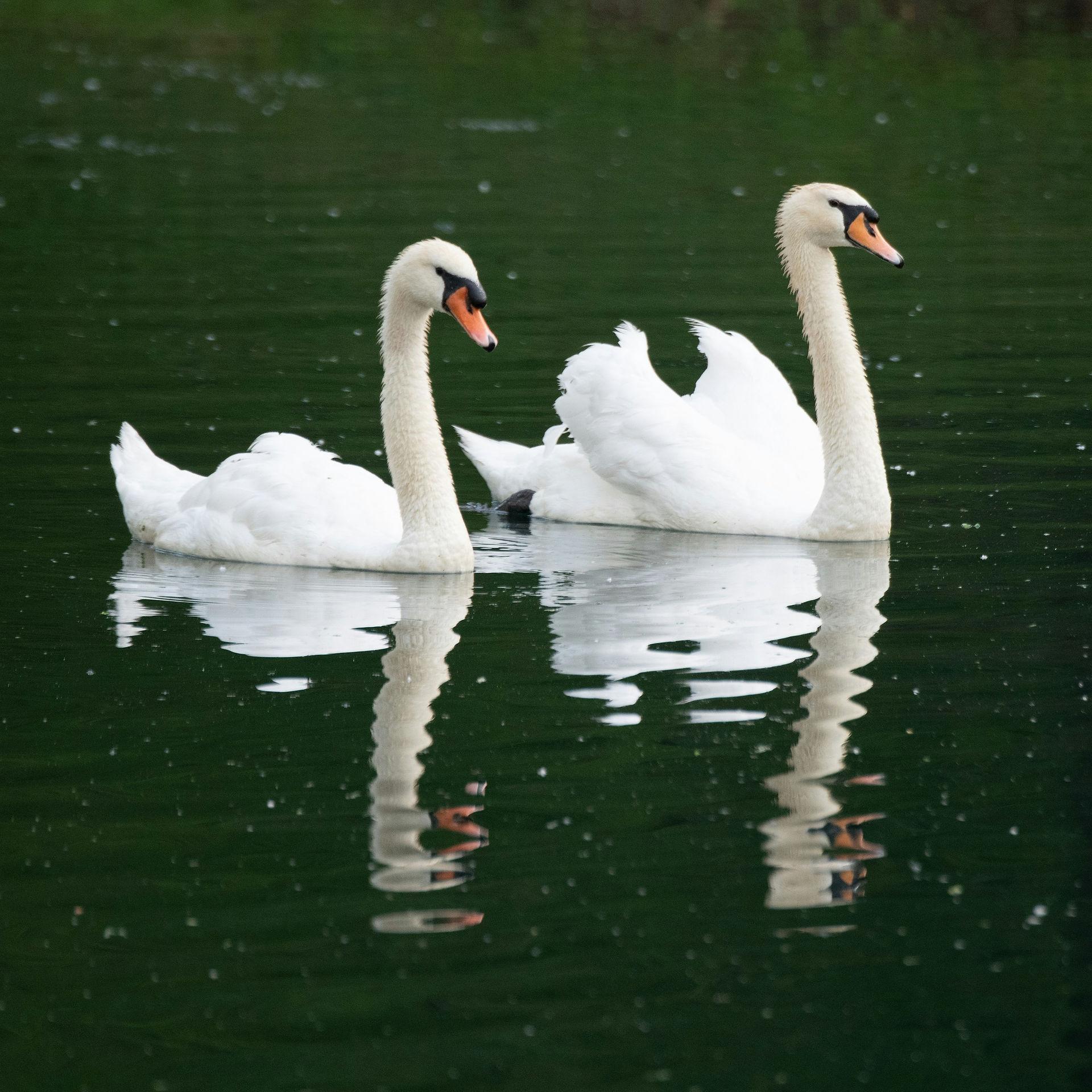 Swans around the Cotswold Lakes