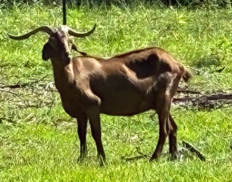 Brown goat with long horns in a grassy pasture