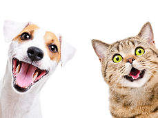 Portrait of funny dog Jack Russell Terrier and cheerful cat Scottish Straight isolated on
