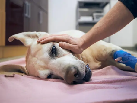 Vida e morte pelos animais