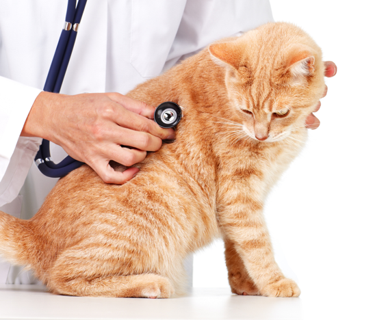 Esporotricose - A culpa não é do gato