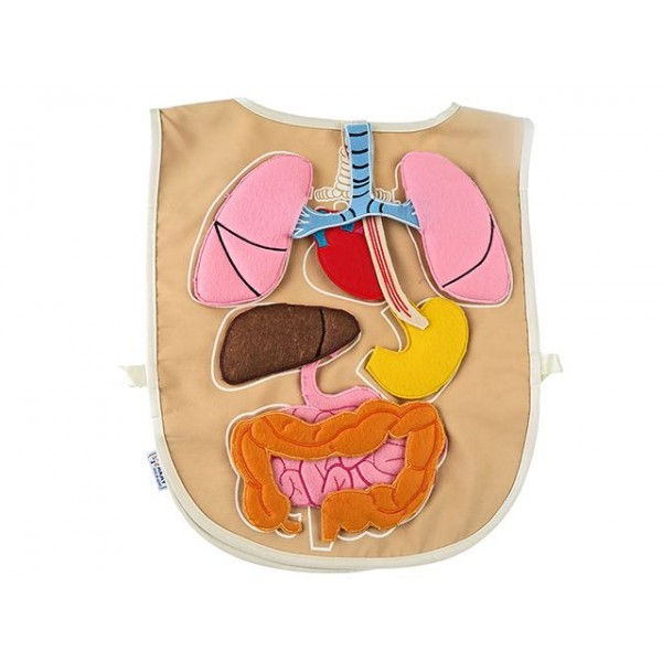 ORGAN ÖNLÜĞÜ