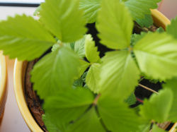 punane kuumaasikas 1