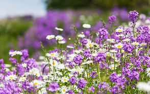 FORMACION SOPORTE VITAL BASICO Y DEA | BARCELONA | MaterLac.cat