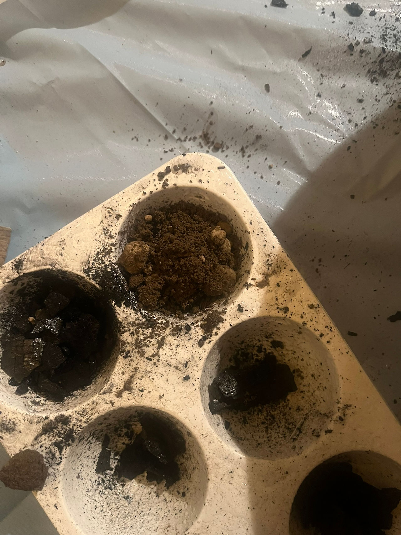 dirt in mold with charcoal