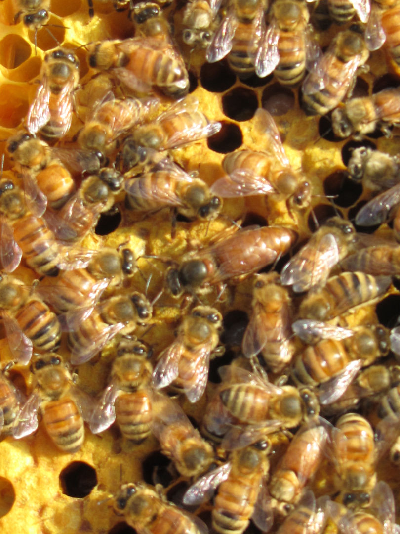 Queen Bee and Her Hive