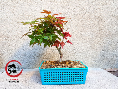 Acer Palmatum 