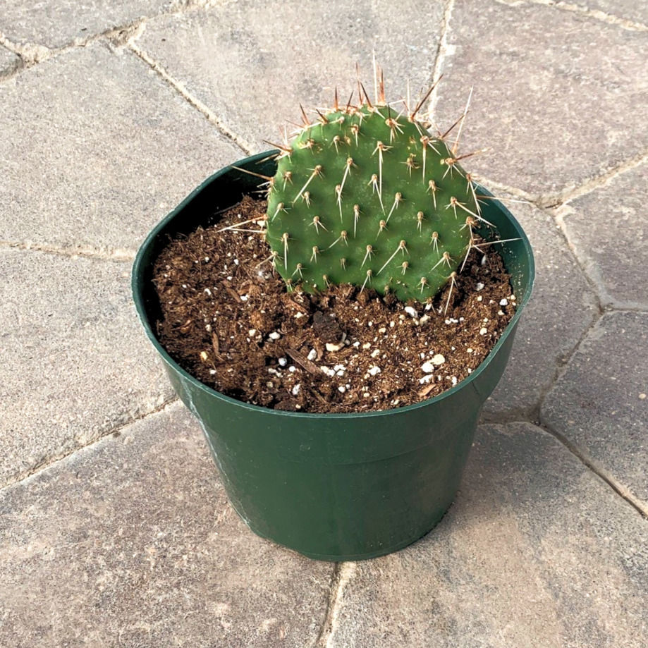 Thumbnail: Polyacantha Hardy Pricky Pear Cactus Opuntia (Assorted Sizes)