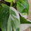 Thumbnail: Philodendron White Wizard, 4" Pot