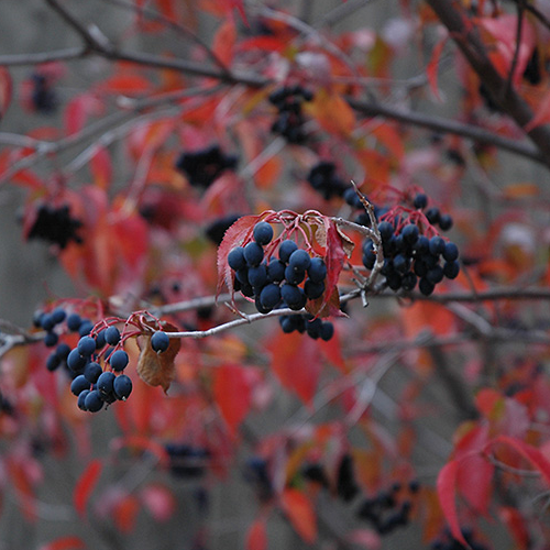 Thumbnail: Nannyberry, Assorted Sizes