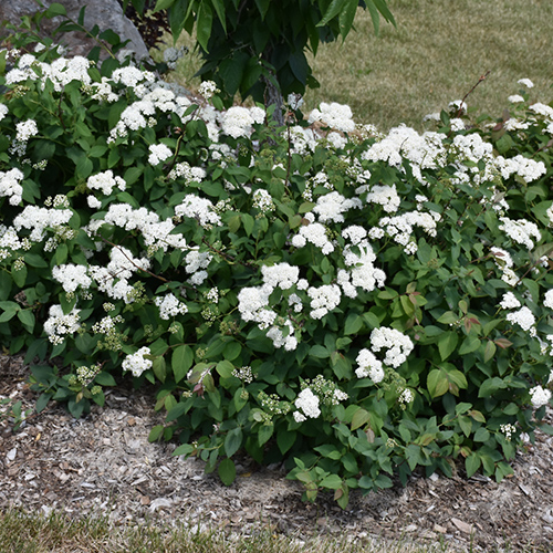 Spiraea Double Play Blue Kazoo® Spirea, 2gal Pot Alternative