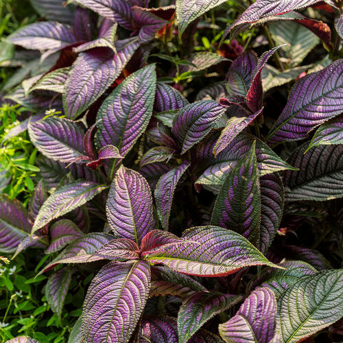 Persian Shield Strobilanthes, 4.5" Pot