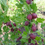 Thumbnail: Hinnomaki Red Gooseberry (1 Gallon Pot)