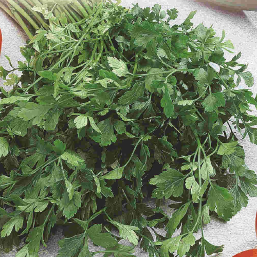 Italian Dark Green Parsley, 4.5" Pot