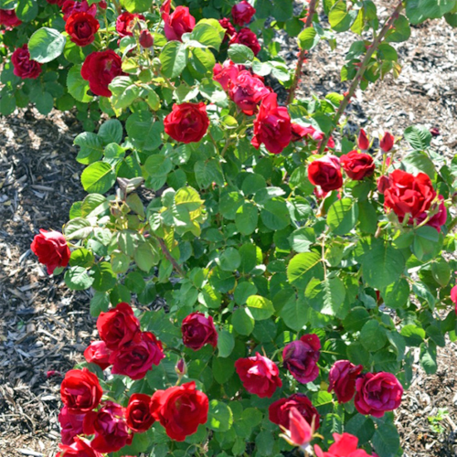 Emily Carr Canadian Artist Rose (2 Gallon Pot) | Alternative Choice ...