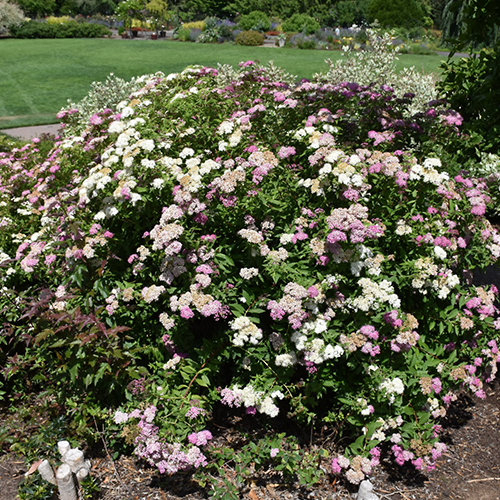 Spiraea japonica 'Shirobana' Shirobana Spirea (2 Gallon