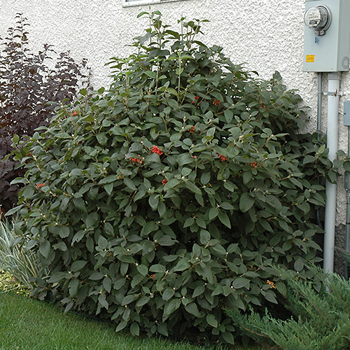 Viburnum Mohican, 2gal Pot Alternative Landscaping LTD. Brandon, MB