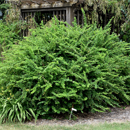 Berberis Jade Carouse' Barberry, 2gal Pot Alternative Landscaping LTD. Brandon, MB