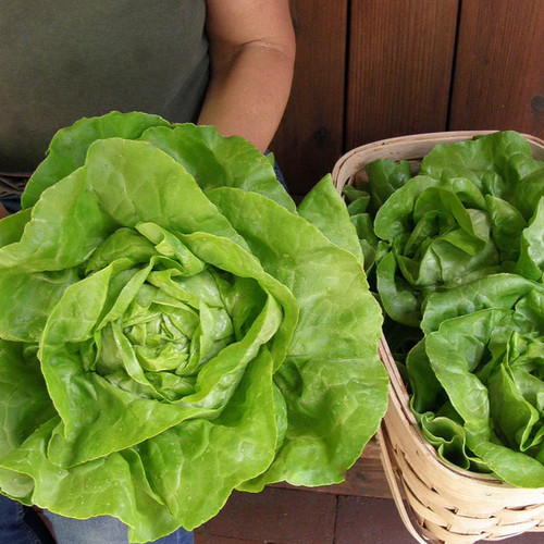 Renee's Garden Rhapsody Butterhead Lettuce Seeds Alternative
