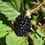 Thumbnail: Rubus Chester Chester Thornless Blackberry, 1gal Pot
