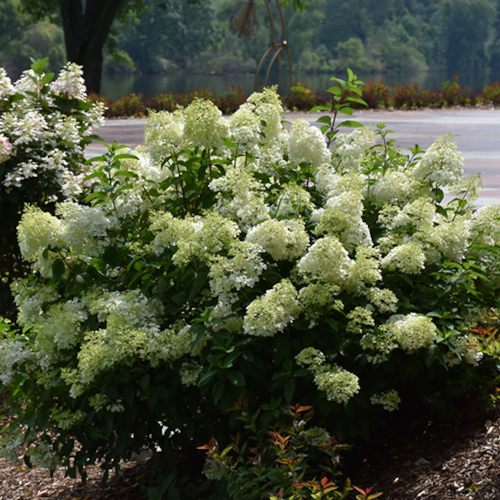 Little Lime Hydrangea (2 Gallon Pot)