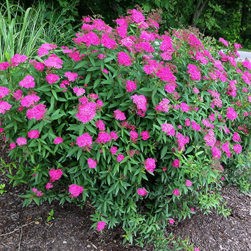Spiraea 'Neon Flash' Spirea (2 Gallon Pot) Alternative Landscaping