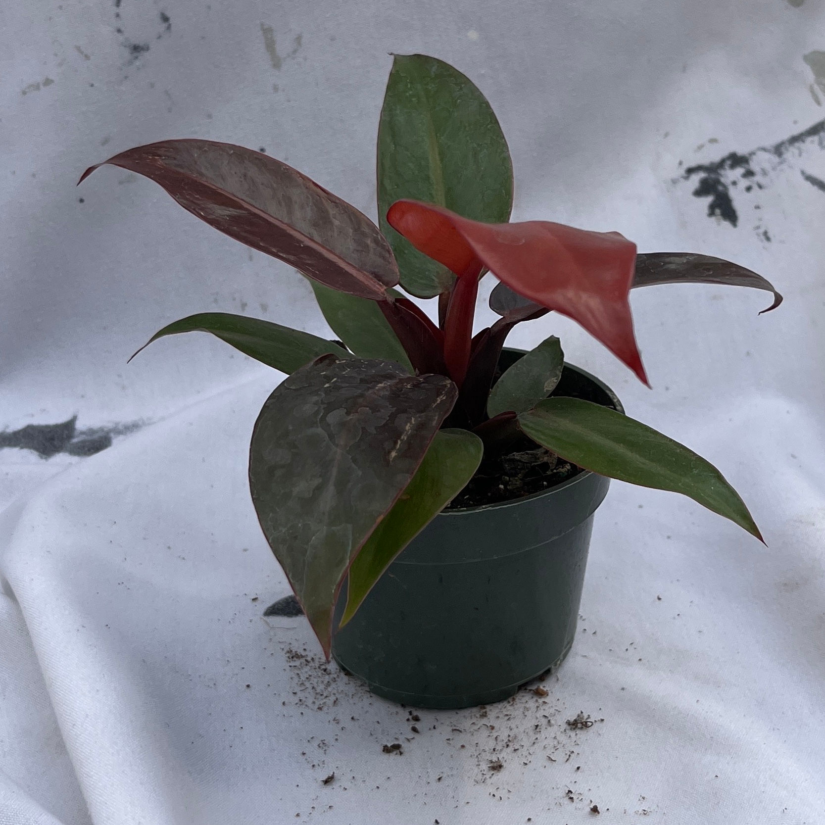 Philodendron Red Sun, 4" Pot