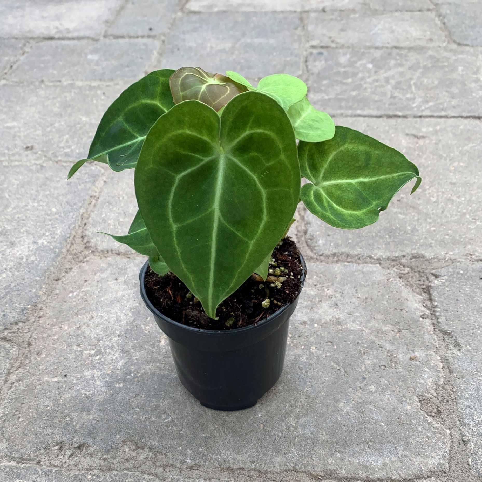 Anthurium Clarinervium, 5" Pot