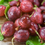 Thumbnail: Hinnomaki Red Gooseberry (1 Gallon Pot)