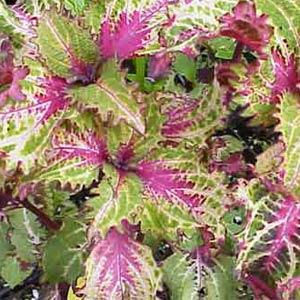 Peter's Wonder Coleus, 4.5" Pot