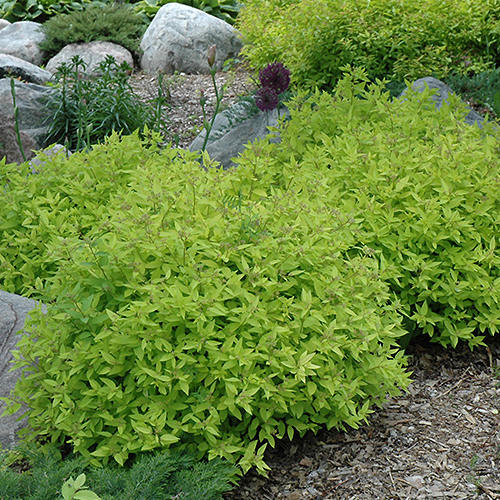 Spiraea Goldmound Spirea, 2gal Pot Alternative Landscaping LTD