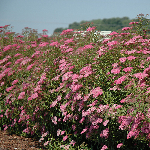 Spiraea 'Anthony Waterer' Spirea (2 Gallon) Alternative Landscaping