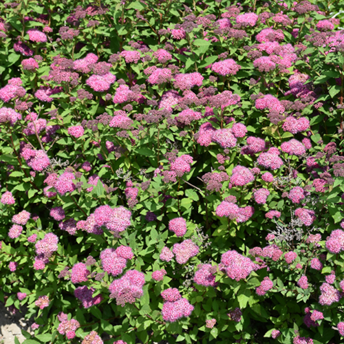 Spiraea Double Play Artisan Spirea, 2gal Pot Alternative Landscaping