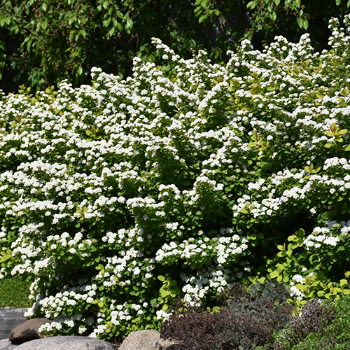 Spiraea Glow Girl Birch Leaf Spirea, 2gal Pot Alternative Landscaping