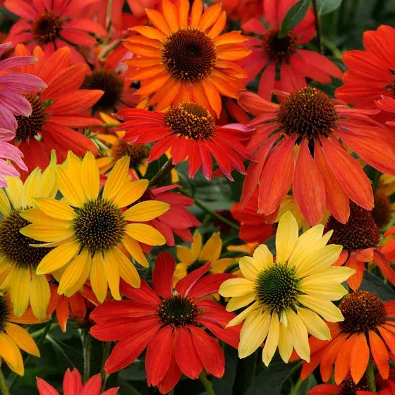 Chyeyenne Spirit Coneflower (4.5" Pot)