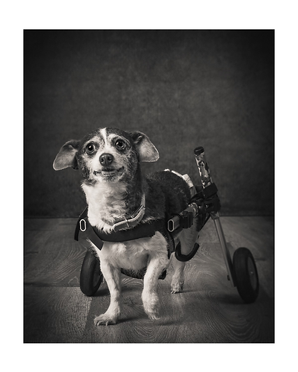 Scoot for 16x20 Prints 3 (1).heic