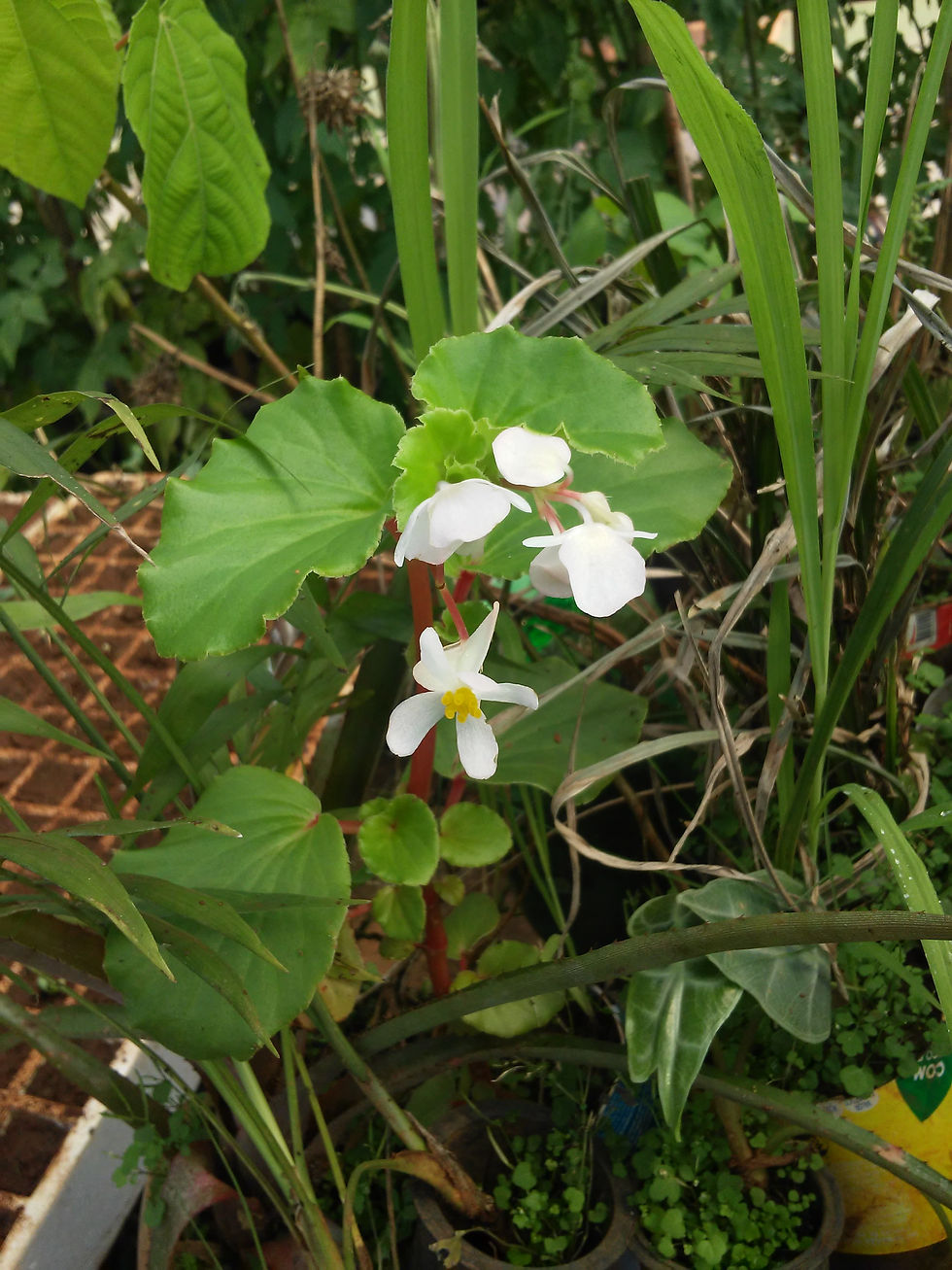 Begônia
