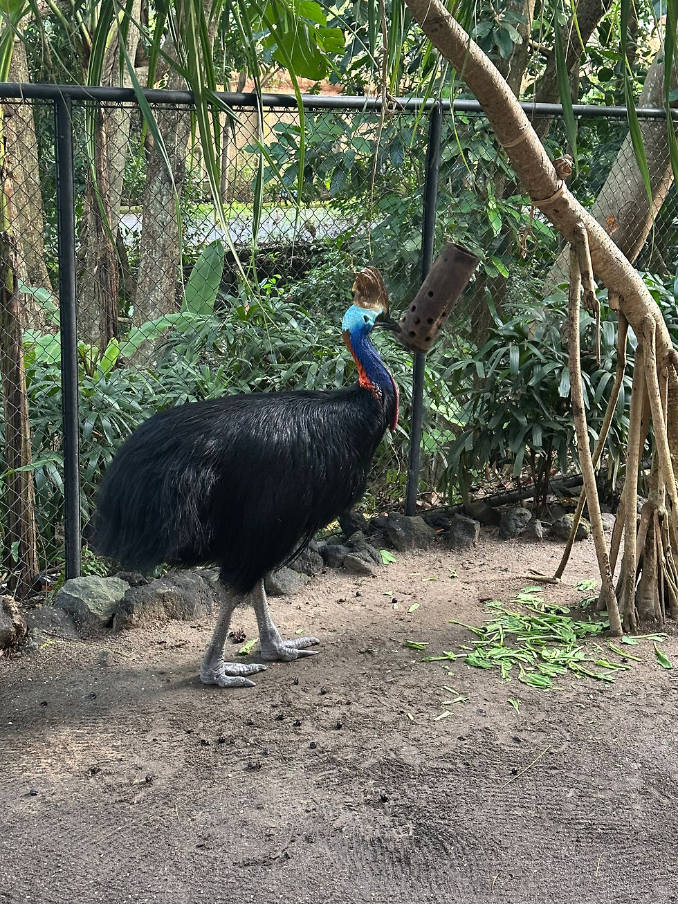 Eating Dinner With A Cassowary Bird