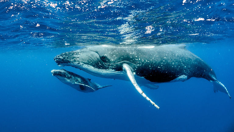 whales mom and baby.jpeg