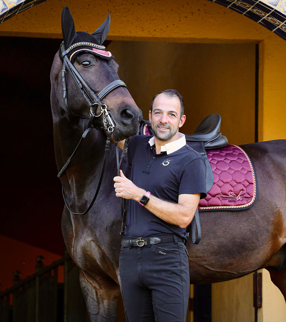Thumbnail: Burgundy Dressage