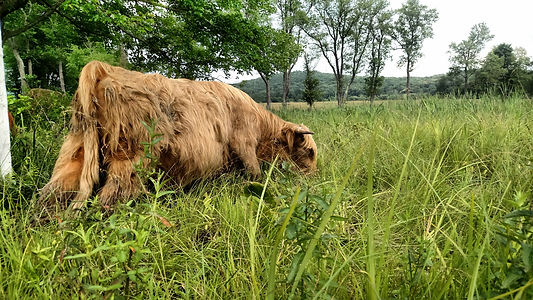 bog turtle habitat grazed by scottish highland cattle_04.jpg