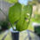Thumbnail: Live Monstera Deliciosa Plant R106