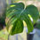 Thumbnail: Live Monstera Deliciosa Plant R106